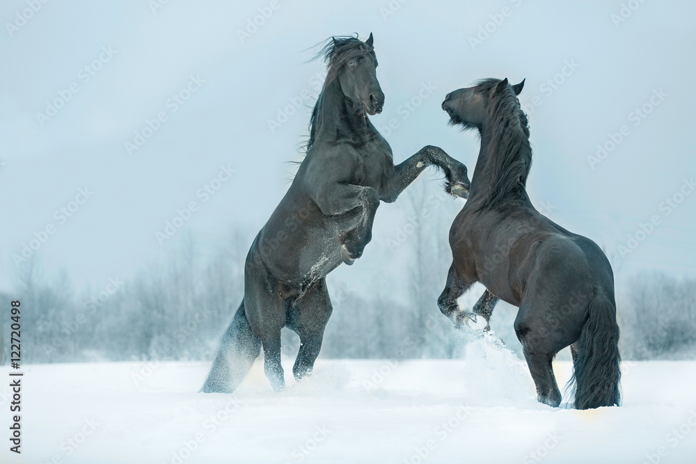 Two fighting stallions.