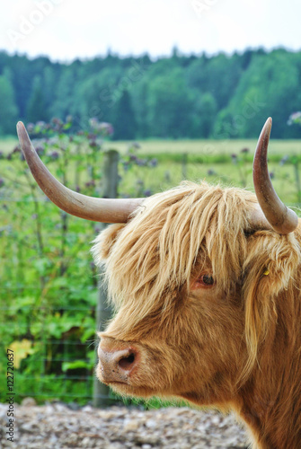 Hairy cow