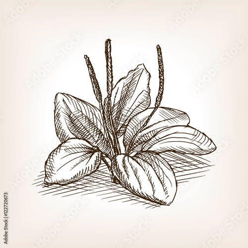 Plantago plant sketch style vector illustration