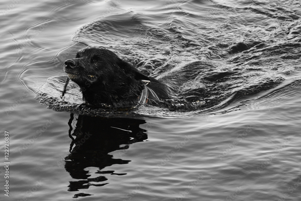 Fototapeta premium Tired Kelpie