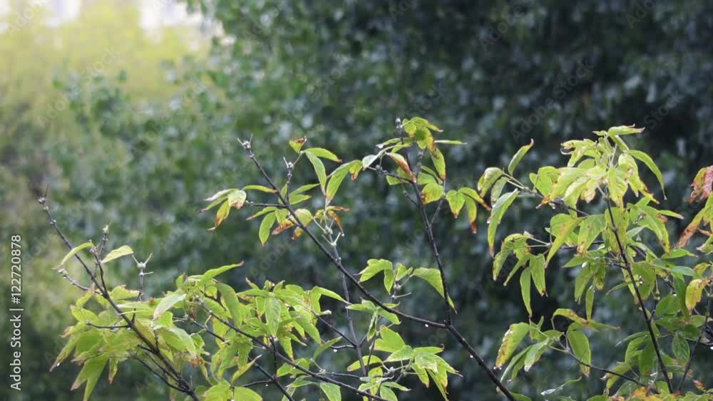 Closeup view of branch blowing on the wind, light rain falls on background, raindrops dripping from yellow autumn leaves, sun slightly comes through clouds. Closeup view of branch blowing on the wind, light rain falls on background, raindrops dripping from yellow autumn leaves, sun slightly comes through clouds.