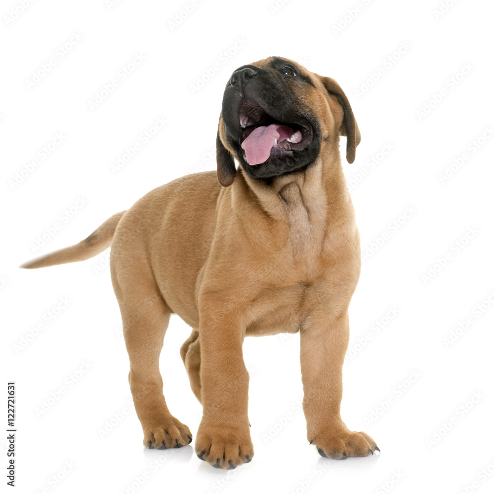 puppy bull mastiff