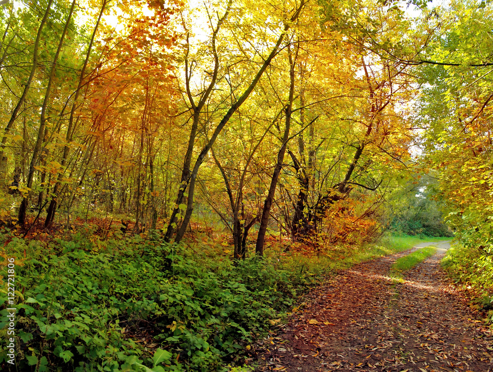 deciduous forest in autumn