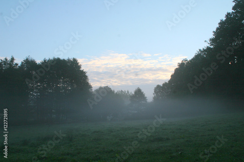 Kuhweide morgens im Nebel