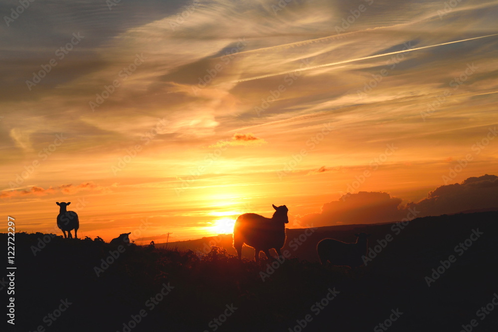 Φωτογραφία Flock of sheep grazing at sunrise in a field of Marshwood Vale in Dorset AONB (A