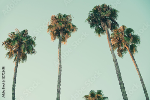 Bild auf Leinwand foto de palmeras al atardecer en contrapicado