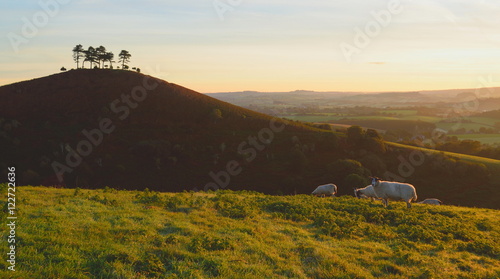 Flock of sheep grazing at sunrise in a field of Marshwood Vale in Dorset AONB (Area of Outstanding Natural Beauty) photo