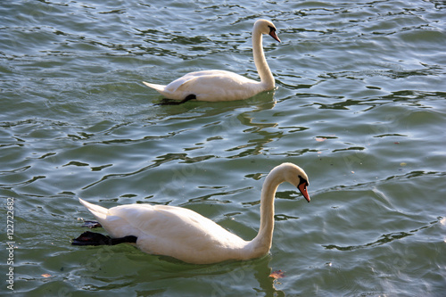 Cygnes blancs sur la Seine    Paris  France