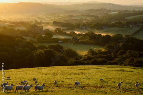 Photography Flock of sheep grazing at sunrise in a field of Marshwood Vale in Dorset AONB (A