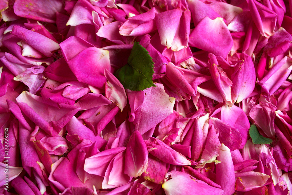 Petals dark pink tea rose.