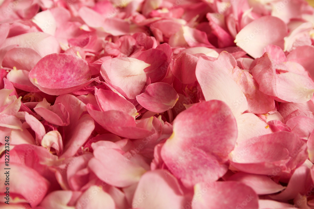 Pink petals of a tea rose.
