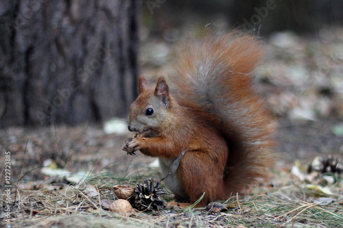 Squirrel eats a walnut © watcherfox