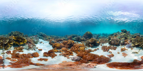 Spherical, 360 degrees, seamless panorama of the sea floor with corals