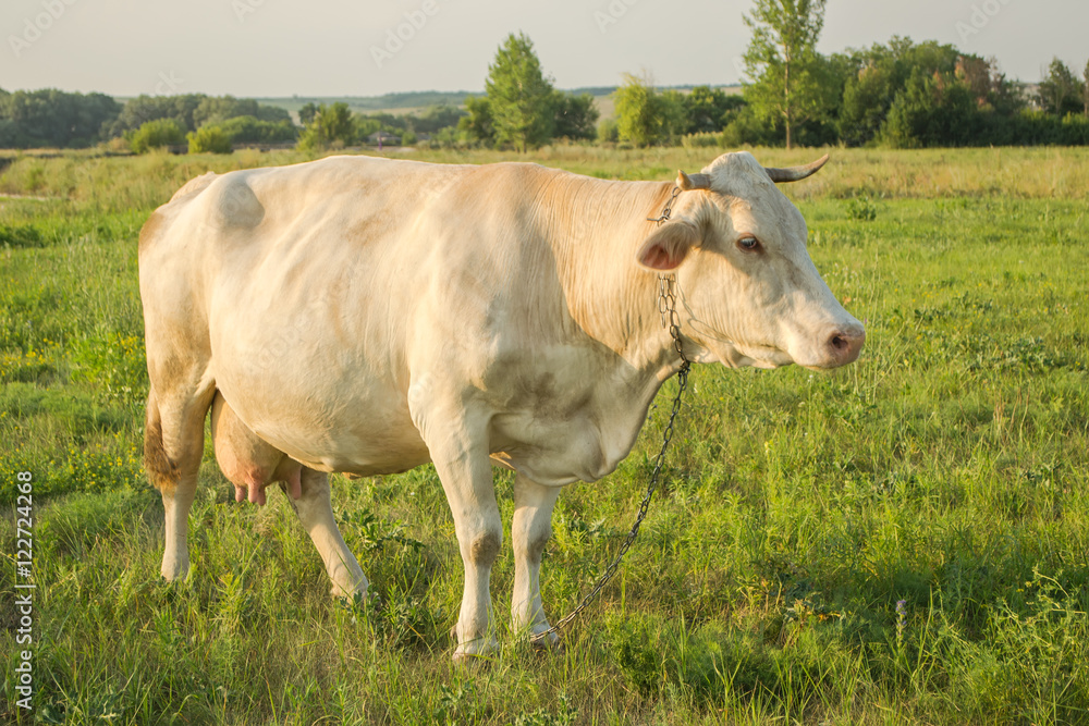 White young cow in countryside