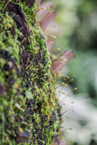 Moss on branch