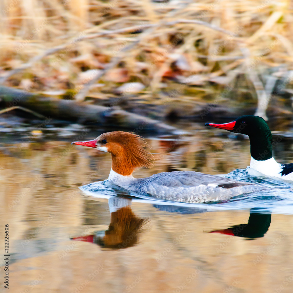 Common Merganser Stock Photo Adobe Stock