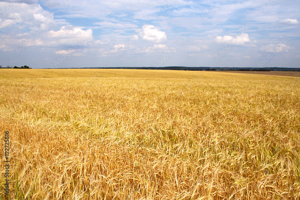 Fototapeta premium Field of ripe rye.