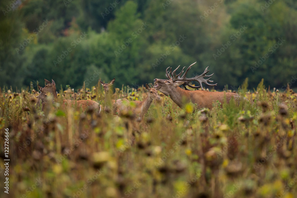 Big and beautiful red deer during the deer rut in the nature habitat in Czech Republic, european animals, deer rut, deer-park Big and beautiful red deer during the deer rut in the nature habitat in Czech Republic, european animals, deer rut, deer-park