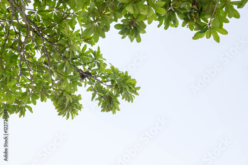 green tree leaf