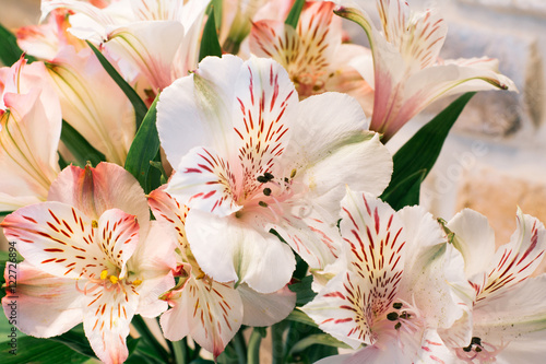 Fototapeta Naklejka Na Ścianę i Meble -  Bouquet of pink and white Alstroemeria. Natural floral background. Lily of the Incas
