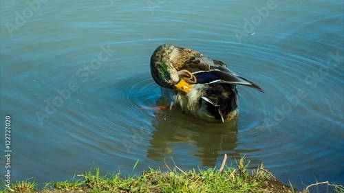 The mallard or wild duck cleans feathers, morning washing.