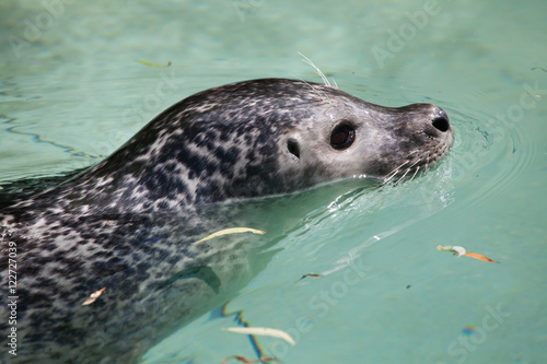 Harbor seal (Phoca vitulina)