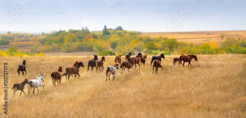 Fototapeta Naklejka Na Ścianę i Meble -  Horse herd in autumn pasture