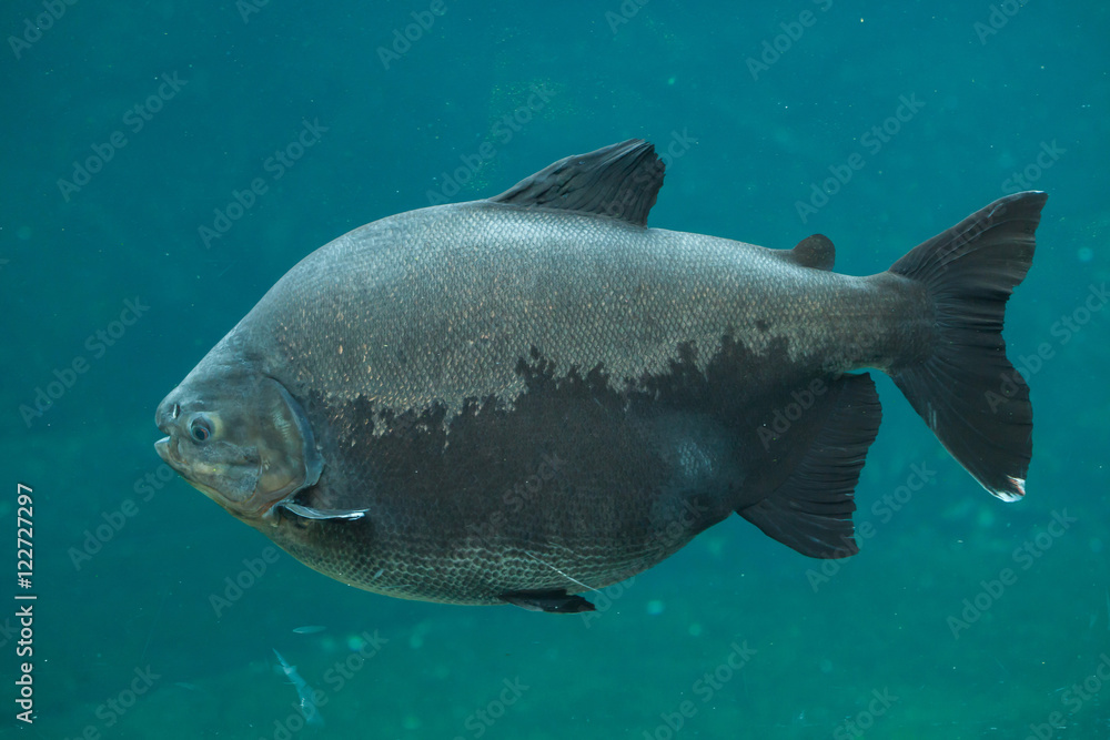 Tambaqui (Colossoma macropomum). Tambaqui (Colossoma macropomum).