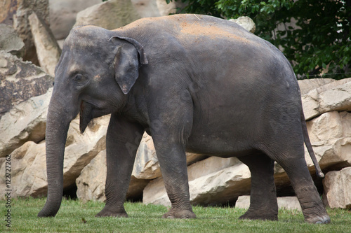 Young Indian elephant (Elephas maximus indicus).