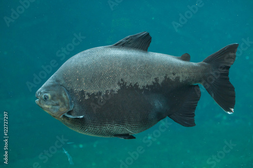 Tambaqui (Colossoma macropomum).