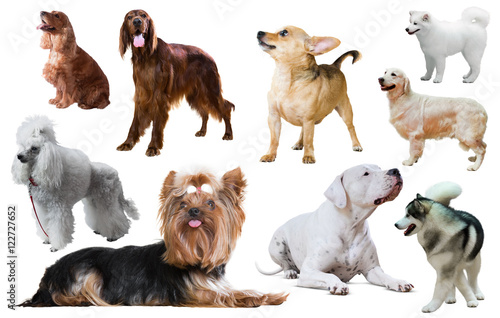 Fototapeta Naklejka Na Ścianę i Meble -  dog breed isolated