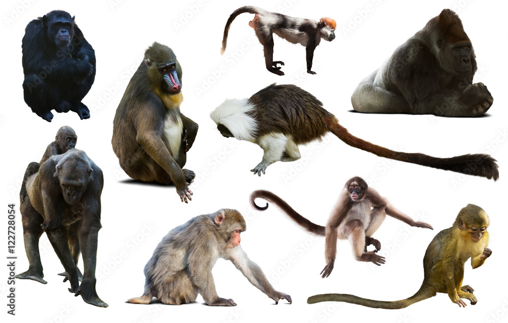 set of primates