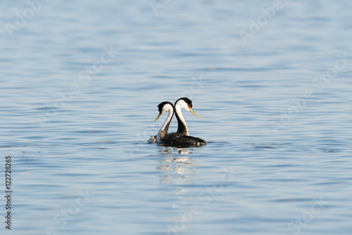 Western Grebe (Aechmophorus occidentalis) photo