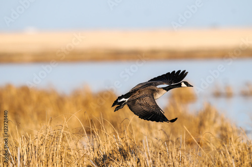 Canada Goose (Branta canadensis)