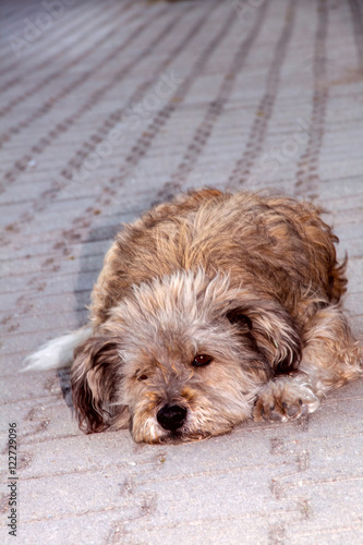 Faithful dog lying down on the pavement with a sad expression waiting for his owner to come home