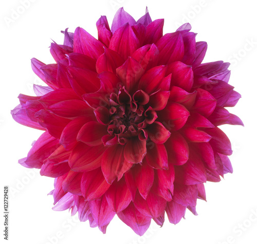 Fototapeta Naklejka Na Ścianę i Meble -  dahlia