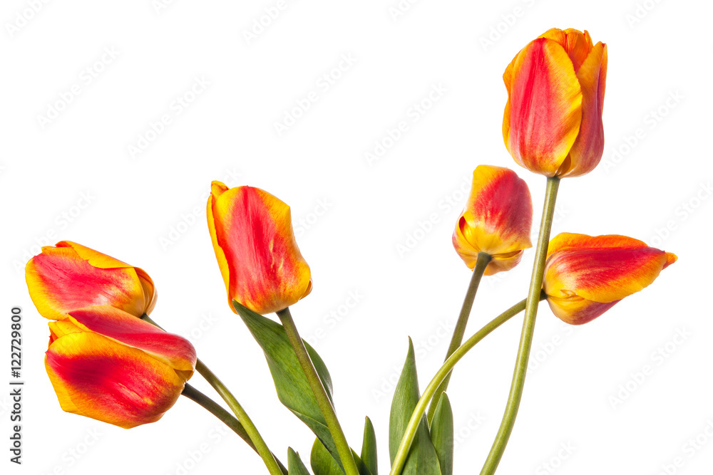 Tulip flowers isolated on a white background Tulip flowers isolated on a white background