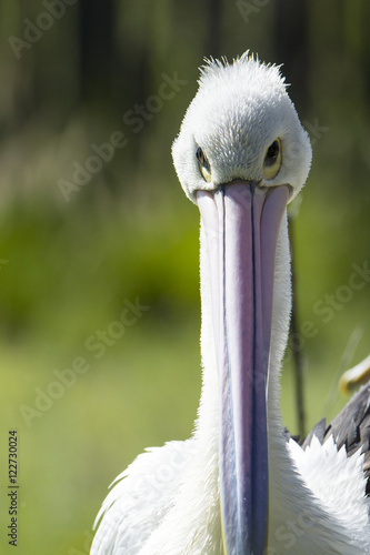 Great pelican, frontal view