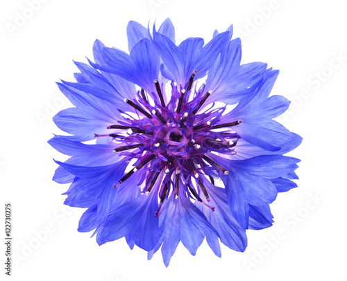 Blue cornflower head photo