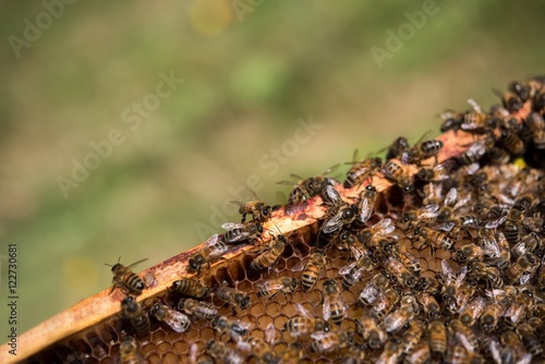 Bees on honeycomb frame photo