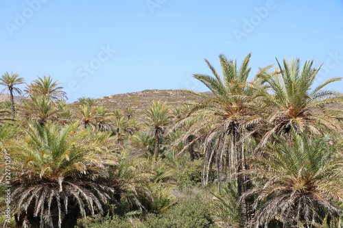 Naturschutzgebiet Palmental von Vai, Kreta