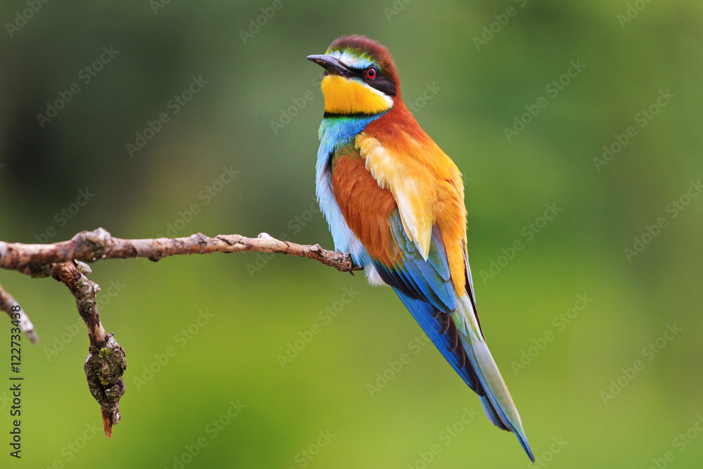 Obraz premium colored bee eater sitting on a branch green background
