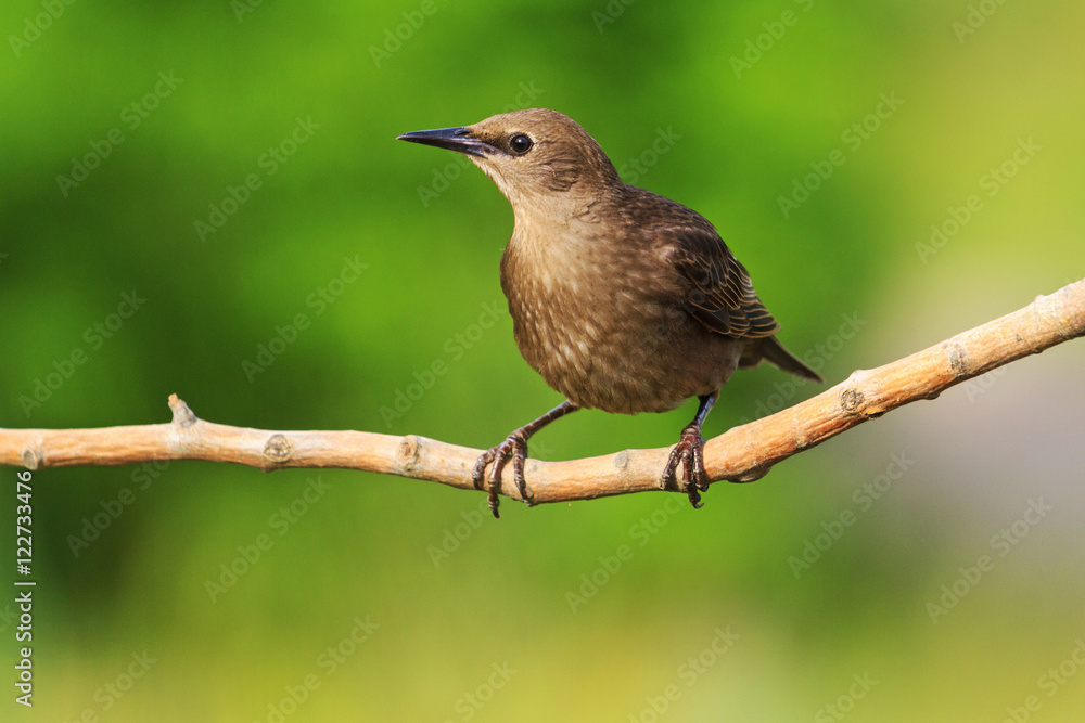 Starling sits on a branch green background sunny day Starling sits on a branch green background sunny day