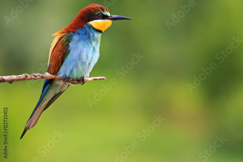 paradise bird sitting on a branch green background