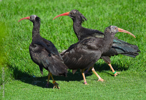 Tre ibis eremita sul prato che osservano photo