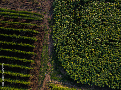 sunfloer, grape fields photo