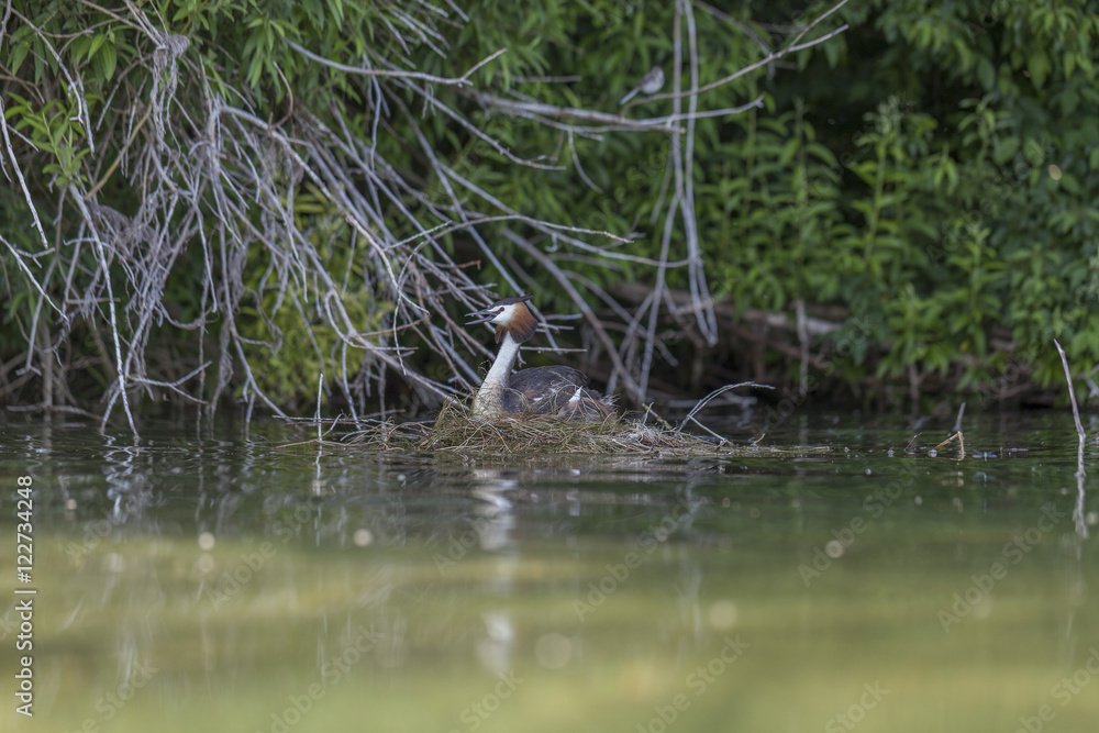 Podiceps cristatus Podiceps cristatus