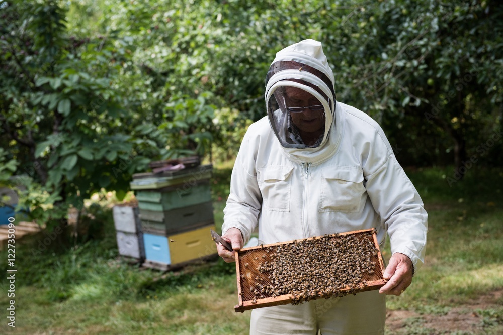 Beekeeper examining beehive Beekeeper examining beehive