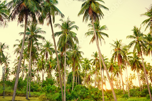 Coconuat palms in sunset