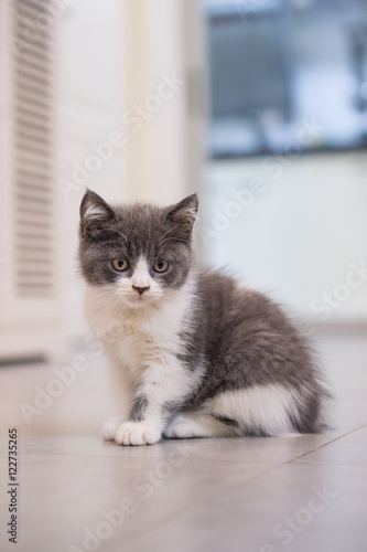 British Shorthair, kitten, shot indoors